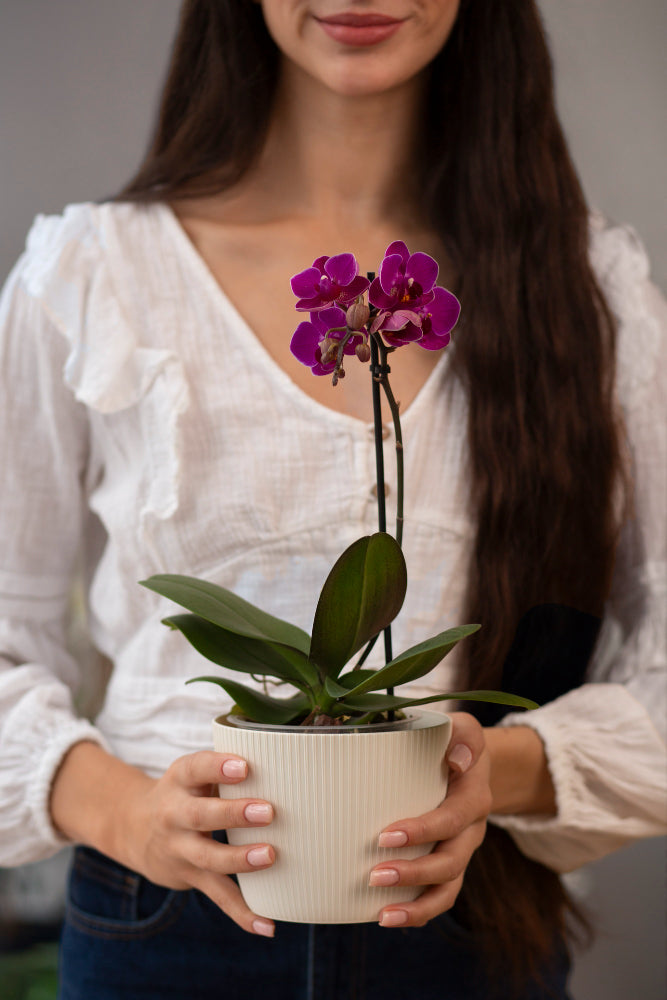 Flower Subscription for Home